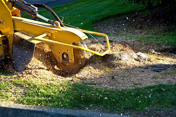 Best Tree Risk Assessment  in Island City, OR
